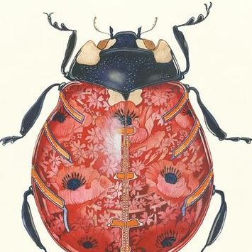 Ladybird